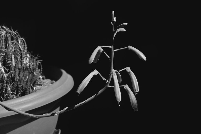 Aloe aristata flower bw 6.jpg