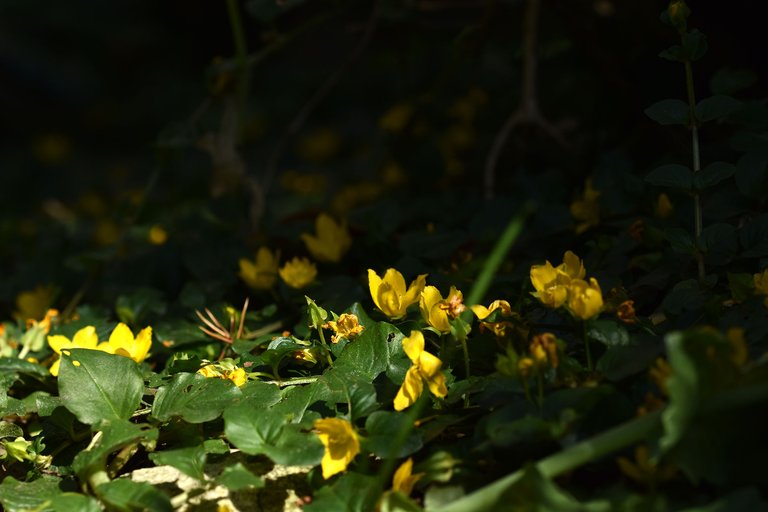 Lysimachia nummularia yellow flowers 3.jpg