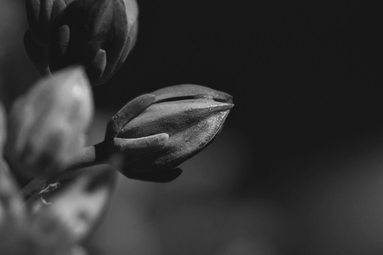 sedum buds bw.jpg