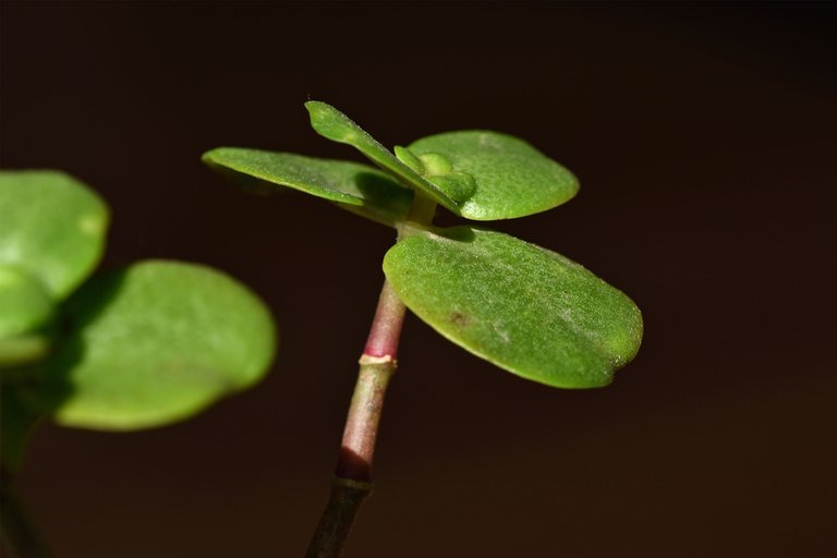 Crassula multicava blooming 2023 7.jpg