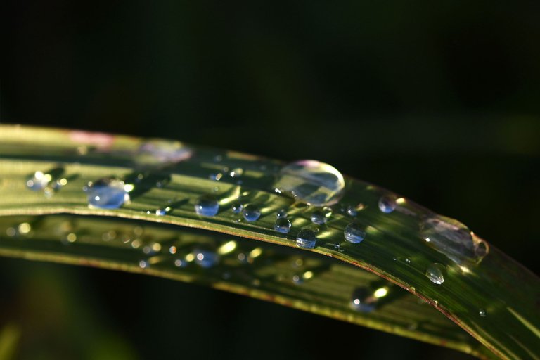 waterdrops sunset pl 2.jpg