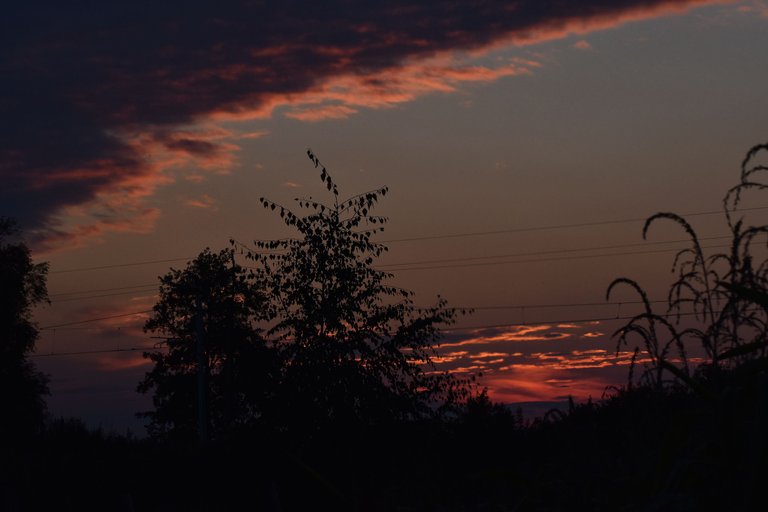 sunset grass silhouette pl 6.jpg