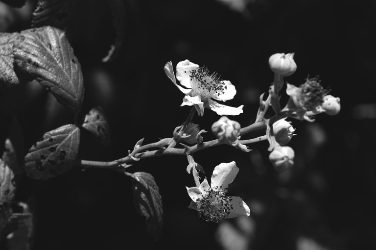 blackberry flowers bw 1.jpg