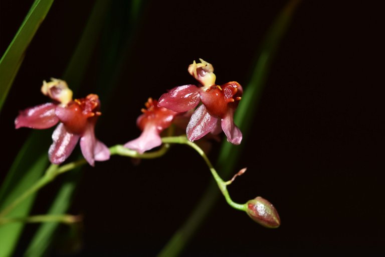 orchid cinnamon twinkle 1.jpg