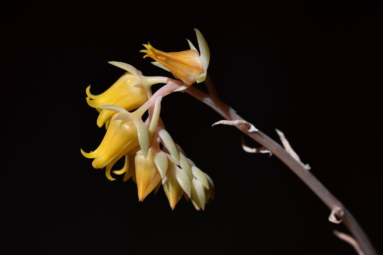 Echeveria yellow flowers 6.jpg