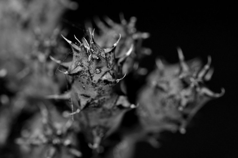 Huernia scars bw 8.jpg