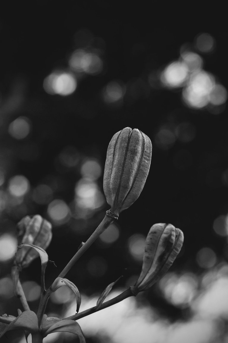 Lily pod bw 1.jpg