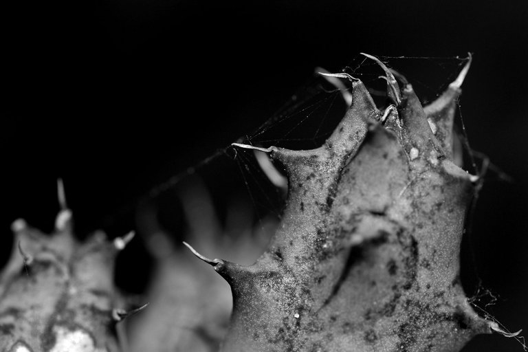 Huernia scars bw 6.jpg