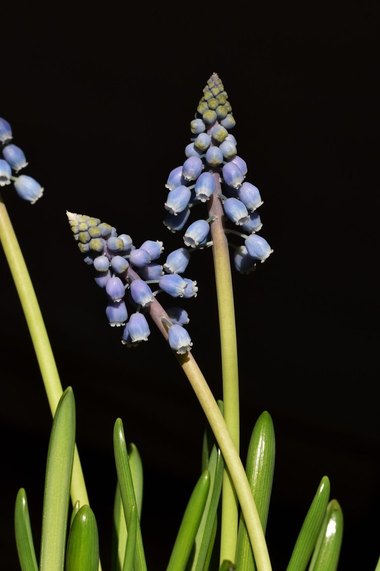 Grape hyacinth muscari 10.jpg