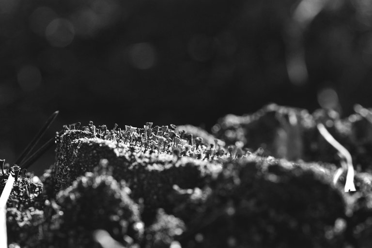 Lichen stump bw 3.jpg
