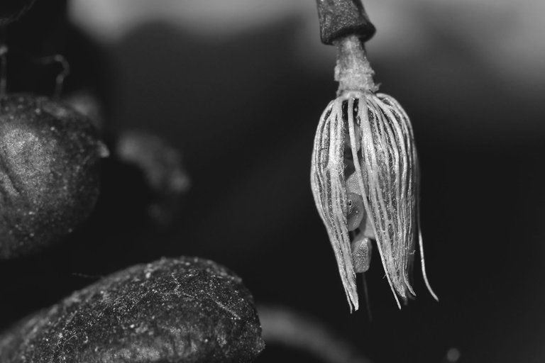 Anacampseros dried flower bw 4.jpg