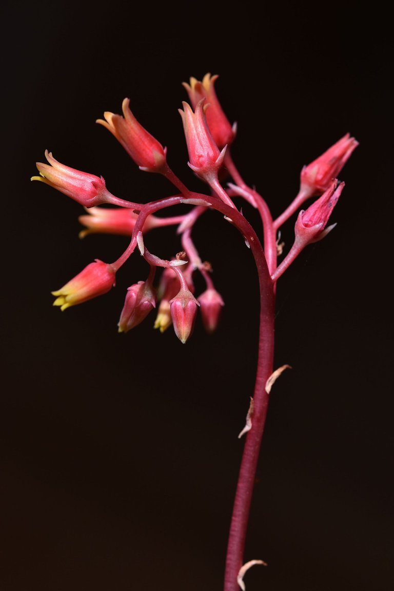 Echeveria Agavoides 2023 2.jpg