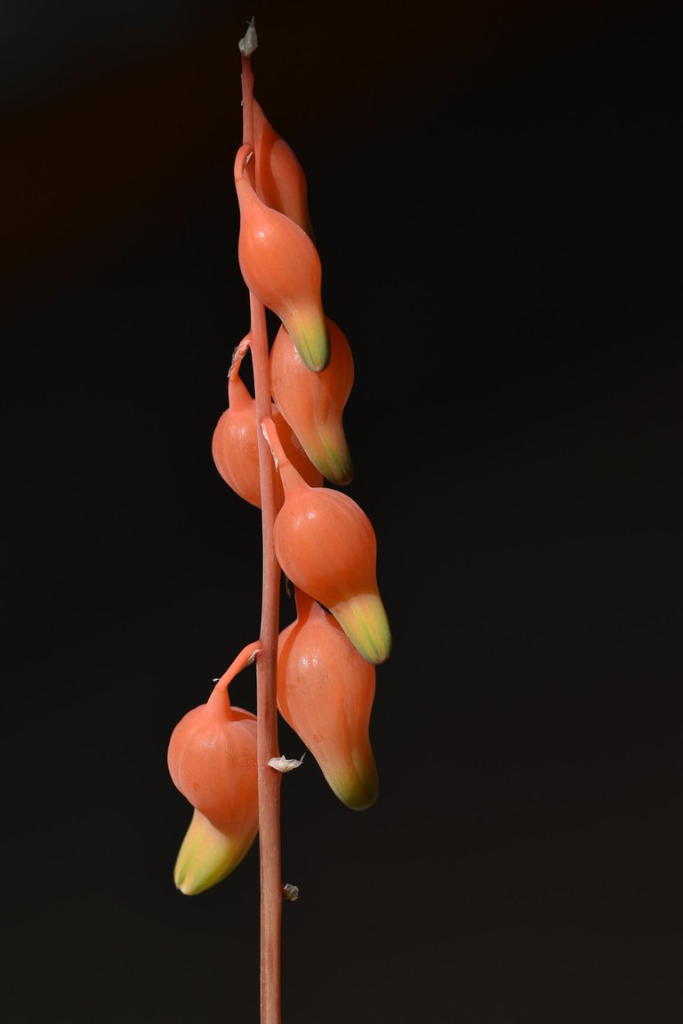 Gasteria glomerata flower 2.jpg