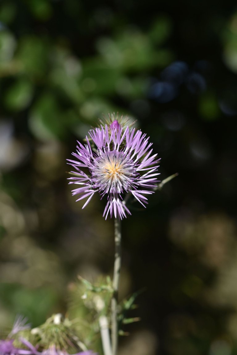 Giant thistle park 4.jpg