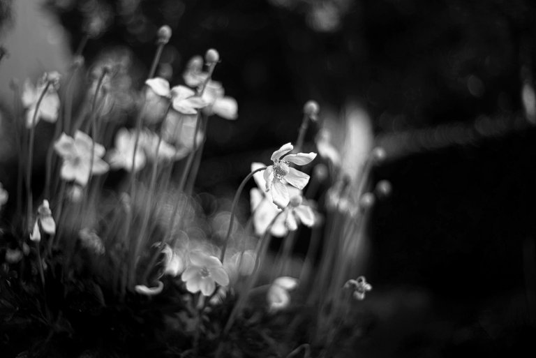 white anemones bokeh bw 1.jpg