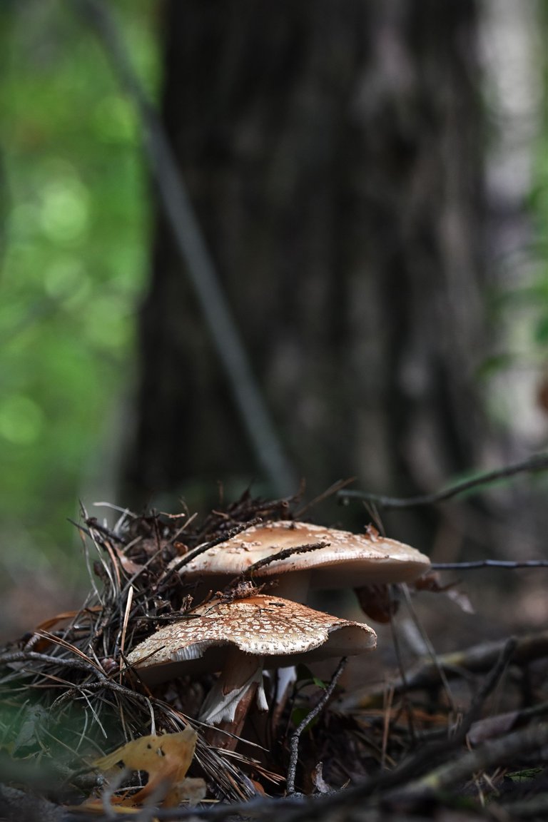 amanita mushrooms spots pl  5.jpg