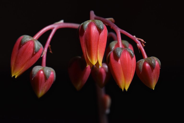 echeveria purpusorum flowers 7.jpg