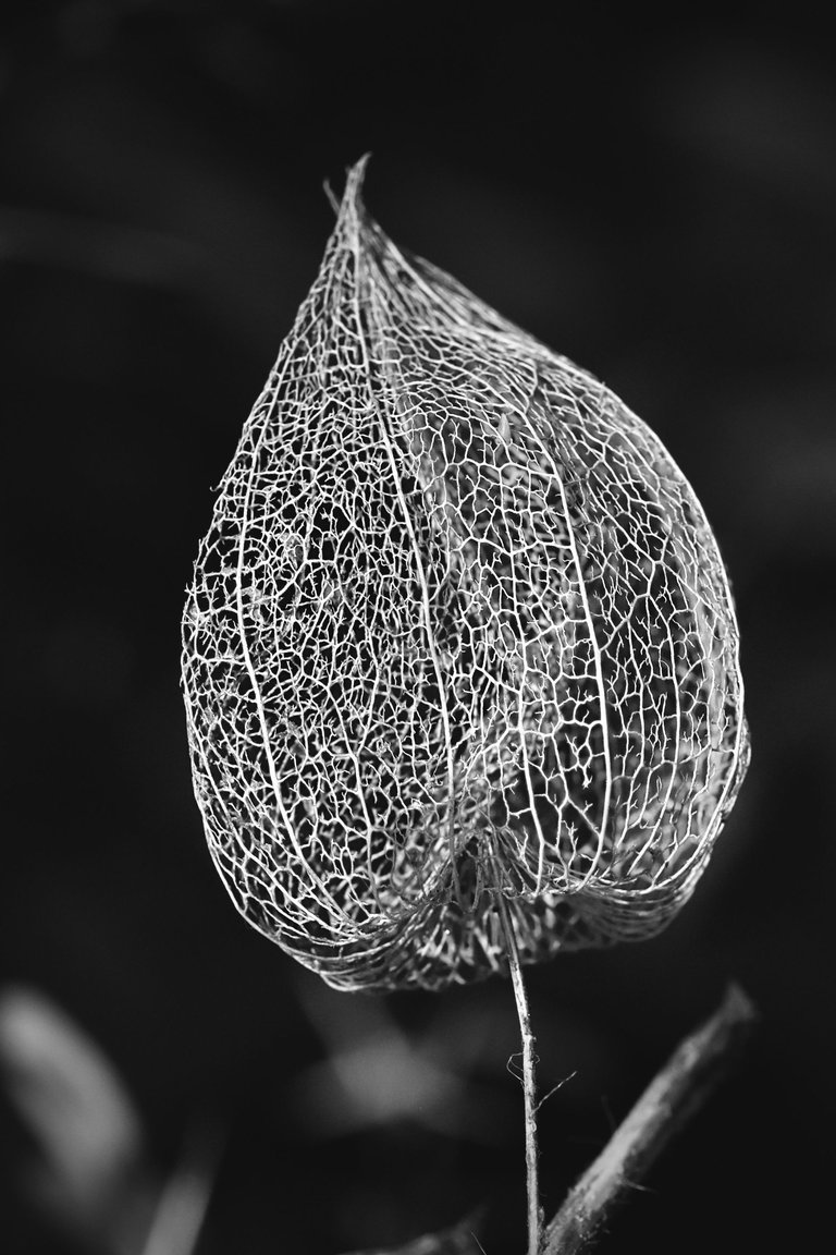 Physalis lace pl bw 10.jpg