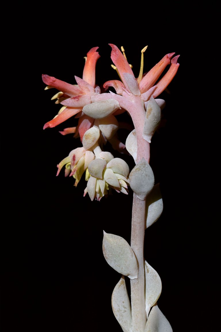 Echeveria runyonii Topsy Turvy flower 1.jpg