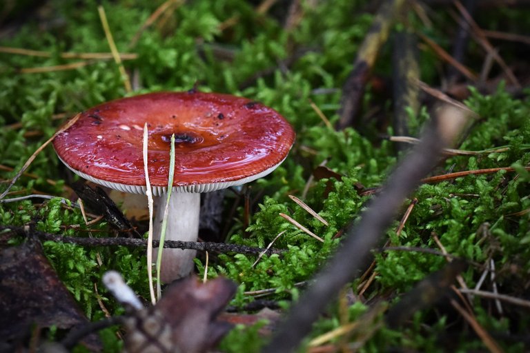 red mushroom puddle pl 3.jpg