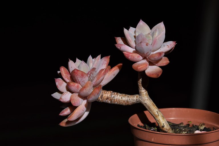 Echeveria split rosette 12.jpg