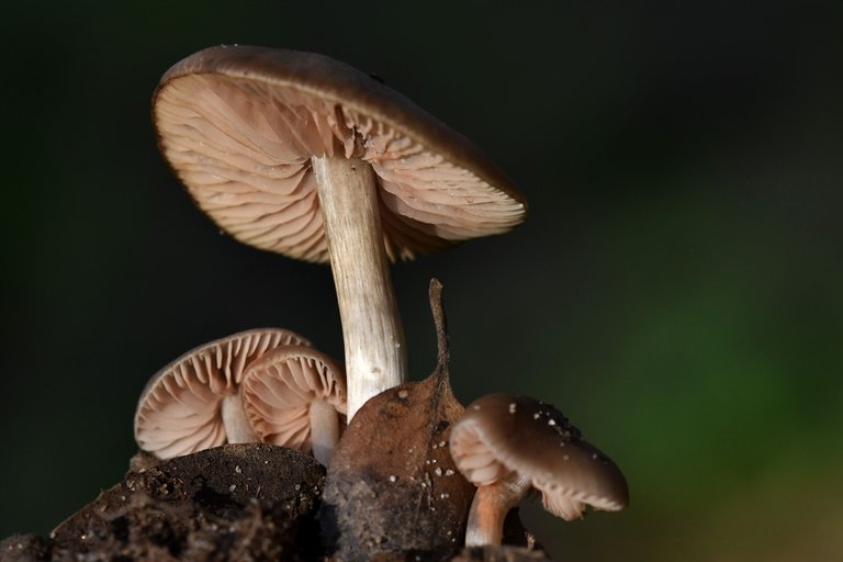 mushroom group lawn 9.jpg