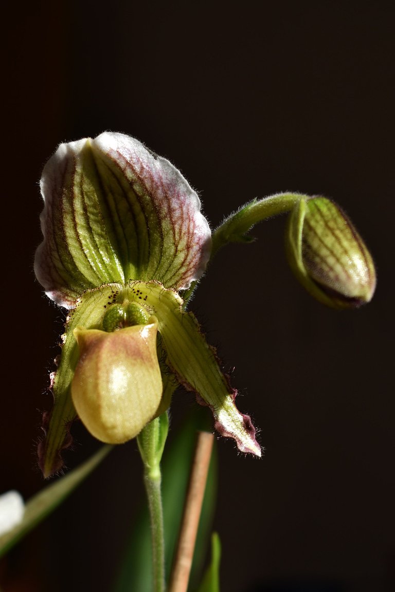 paphiopedilum pinocchio 1.jpg