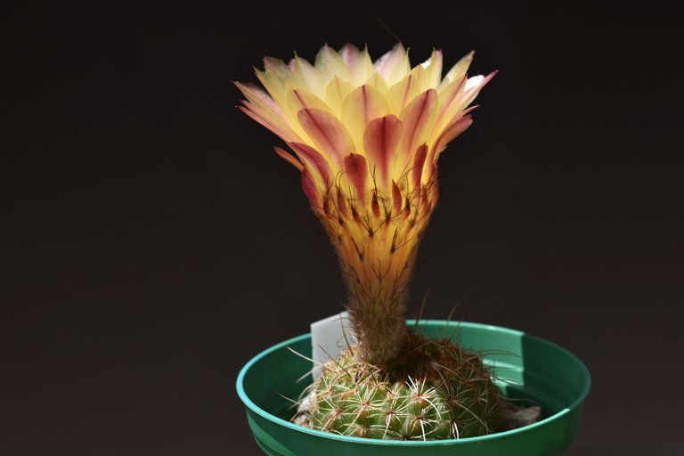 Notocactus Rubrigemmatus flower 2021 8.jpg