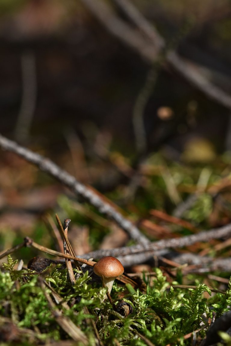 Tiny mushroom woods pl 10.jpg