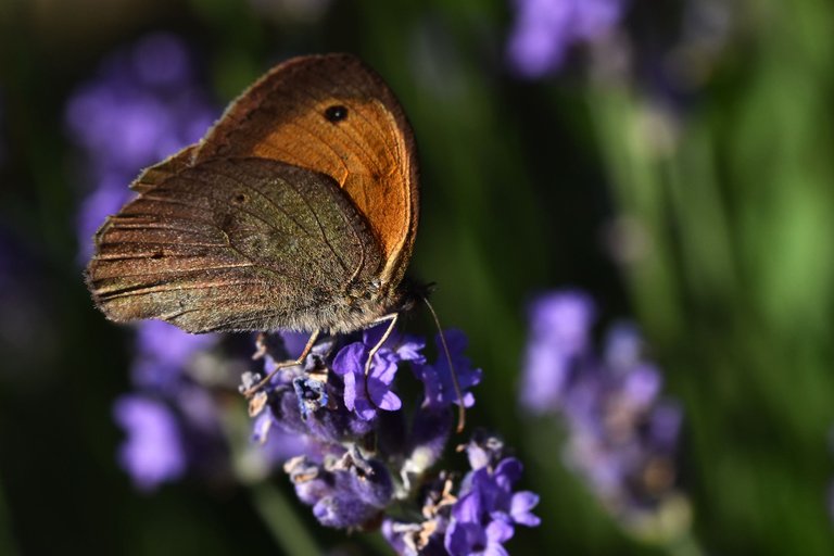 meadow brown butterfly lavender 4.jpg