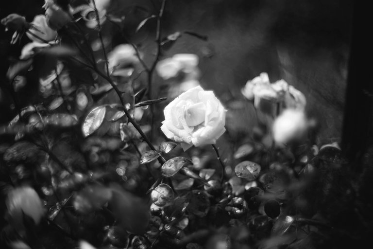 white roses garden pl biotar bw 2.jpg