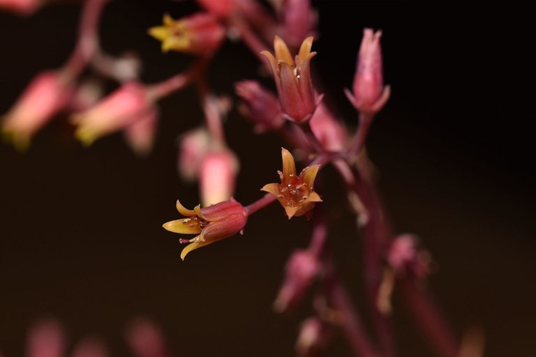 Echeveria Agavoides 2023 7.jpg