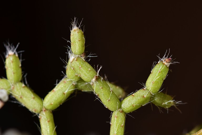 Rhipsalis pilocarpa bloom 2023 1.jpg