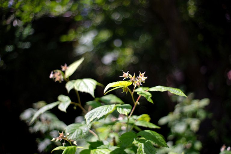 garden pl takumar bokeh 4.jpg