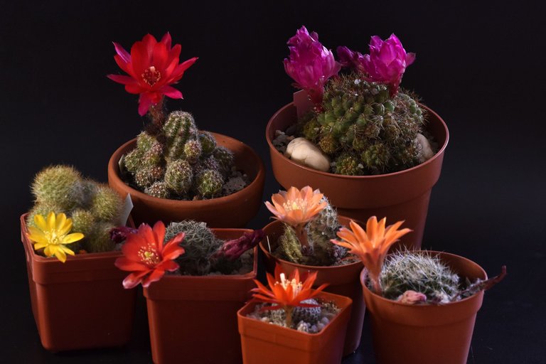 blooming cacti group 2021.jpg