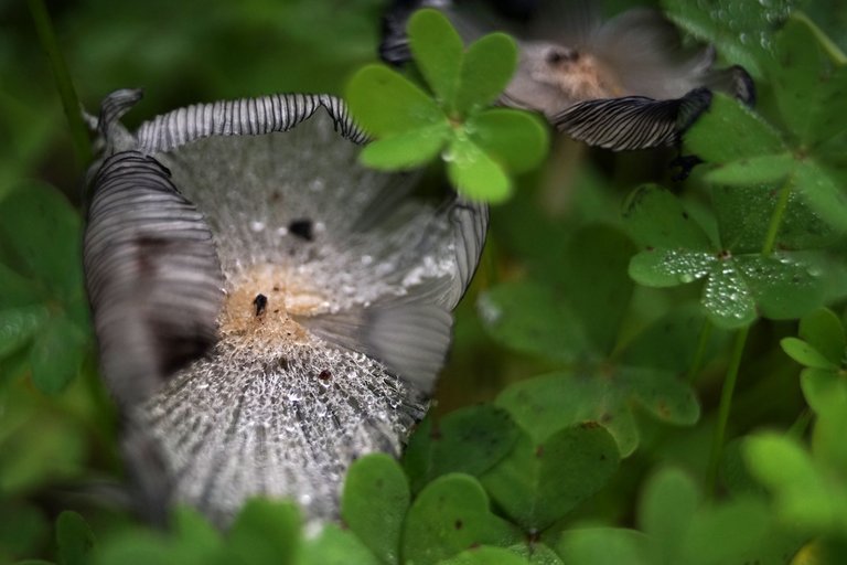 ink cap mushrooms park 4.jpg