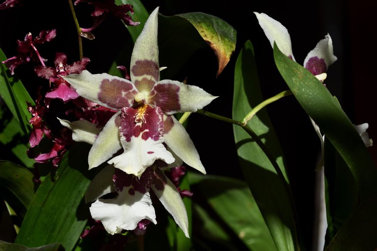 Beallara Tahoma Glacier 2021 12.jpg