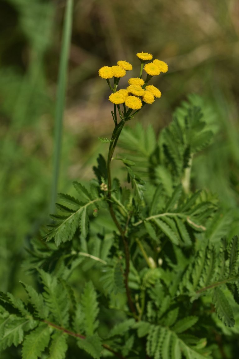 Tanacetum vulgare yellow wilflower pl 5.jpg