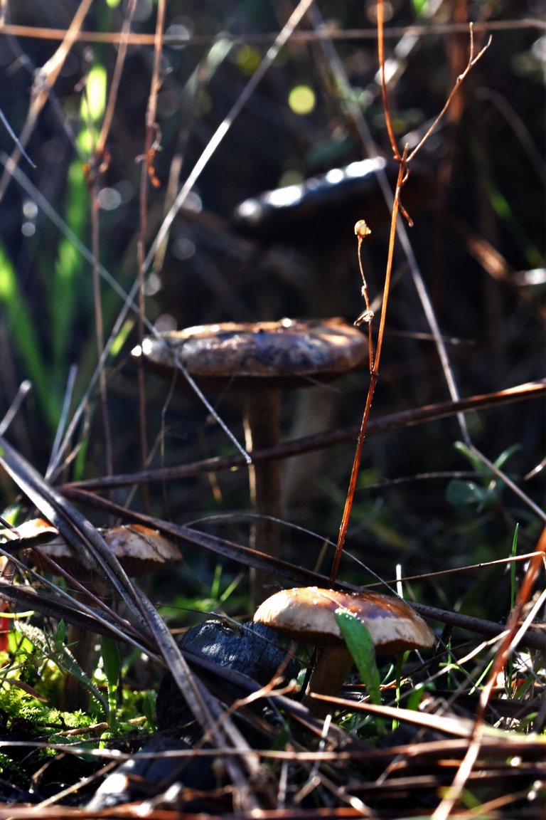 mushrooms needles 4.jpg