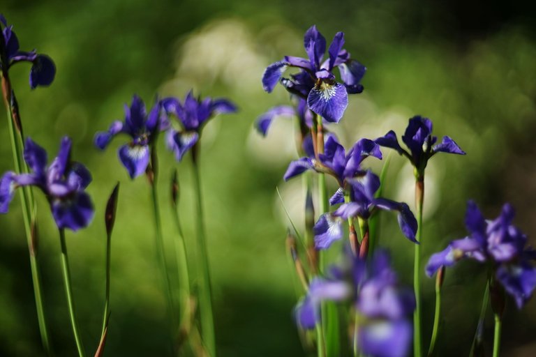 Blue Iris garden pl helios 4.jpg