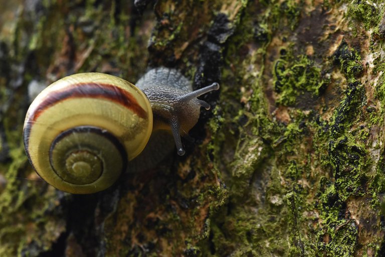 Snail garden moss bench 6.jpg