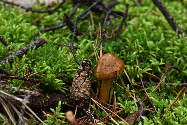 Tiny mushroom woods pl 3.jpg