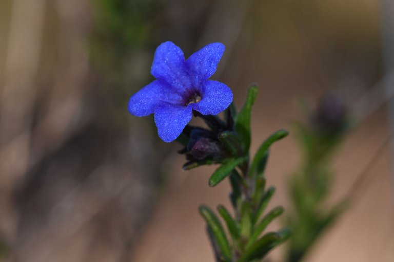 Lithodora prostrata blue wildflower 3.jpg