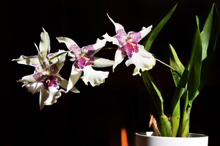 Beallara Tahoma Glacier 1.jpg