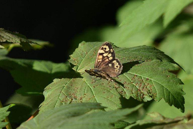 brown butterfly 4.jpg
