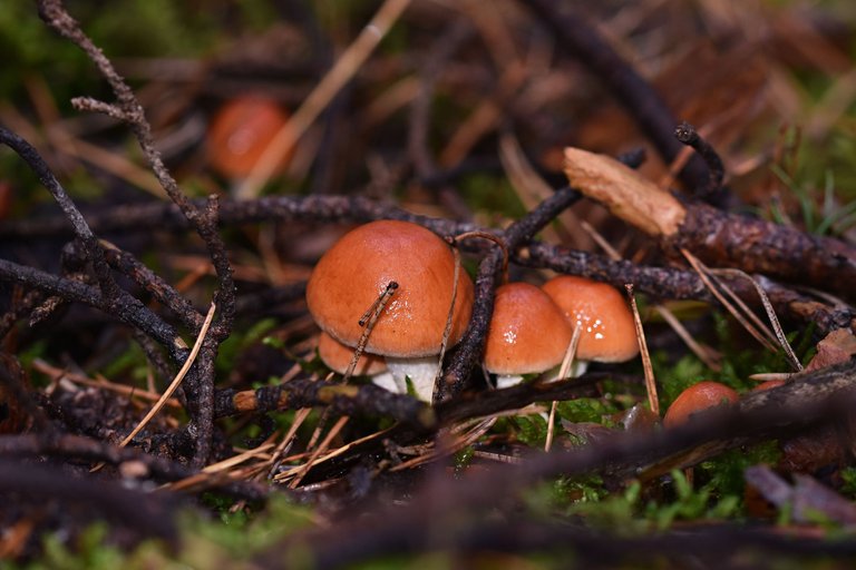 small orange mushrooms pl 1.jpg