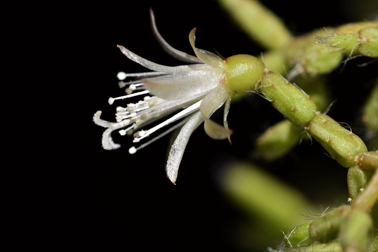 Rhipsalis pilocarpa bloom 2023 9.jpg