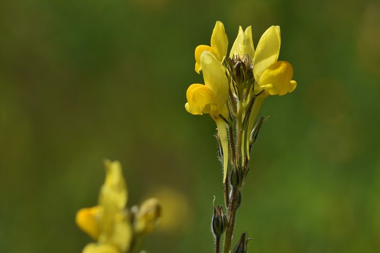 wildflower yellow Linaria viscosa lawn 5.jpg