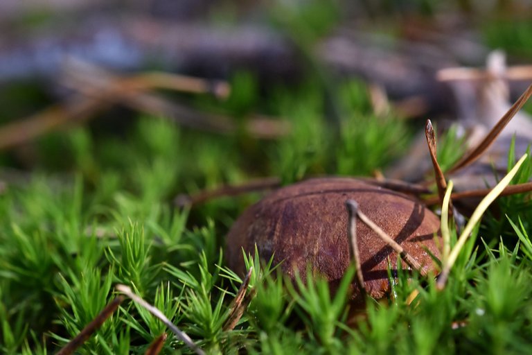 boletus mushroom pl 2.jpg