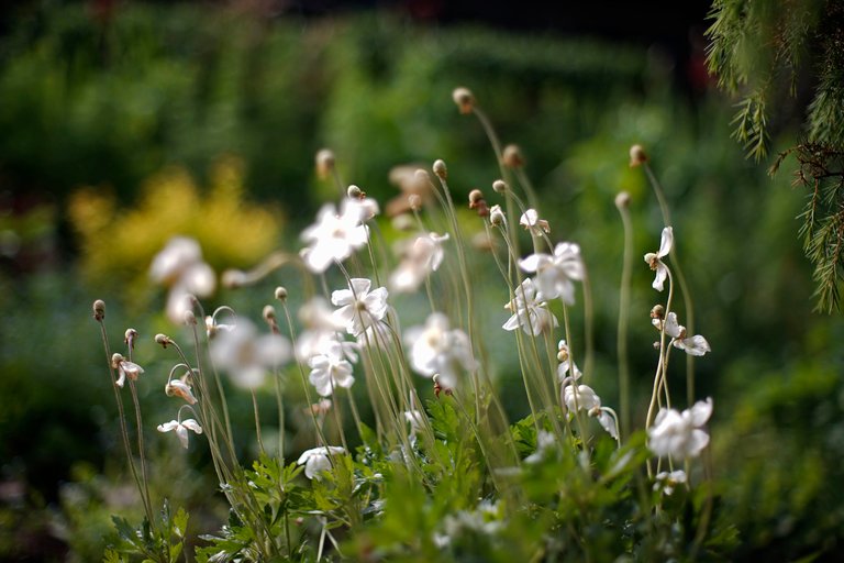anemones garden takumar 3.jpg